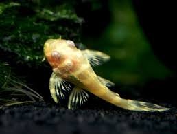 Albino L333 4 cm