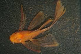 Super Red Pleco Longfin