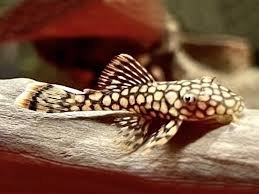 Ancistrus sp. L519
