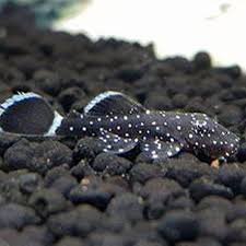 Ancistrus dolichopterus