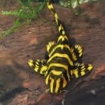 Leopard Frog Pleco (L134) 3 cm+