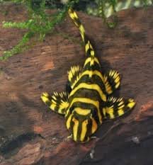 Leopard Frog Pleco (L134) 3 cm+