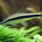 Siamese Algae Eater