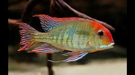Tapajós Red Head Geophagus 7 cm