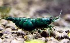 Green Jade Shrimp
