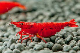 Bloody Mary Shrimp