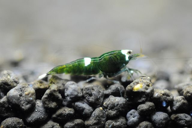 Green King Kong Shrimp