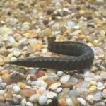 Banded Tire Track Eel