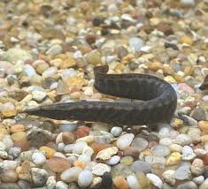 Banded Tire Track Eel