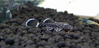 L183 Pleco