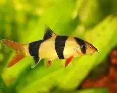 Clown Loach 5–6 cm