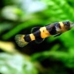 Bumblebee Goby