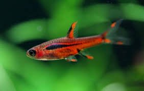 Chili Rasbora (Boraras brigittae)
