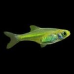 Rasbora Kubotai