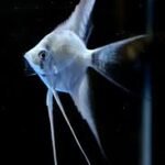 Angelfish Medium Longfin