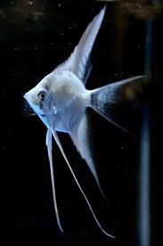 Angelfish Medium Longfin
