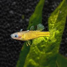 Gertrude’s Rainbowfish (Yellow)