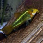 Green Laser Corydoras