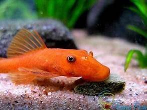 Super Red Pleco 4 cm+