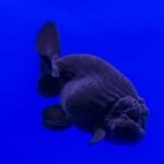 Black Oranda 11–13 cm