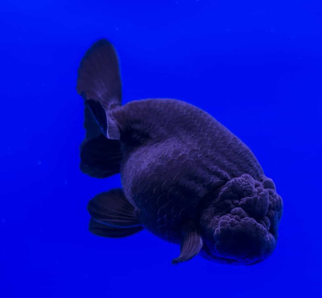 Black Oranda 11–13 cm