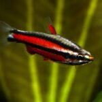 Nannostomus rubrocaudatus