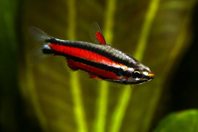 Nannostomus rubrocaudatus