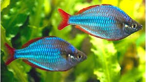Dwarf Neon Blue Rainbowfish