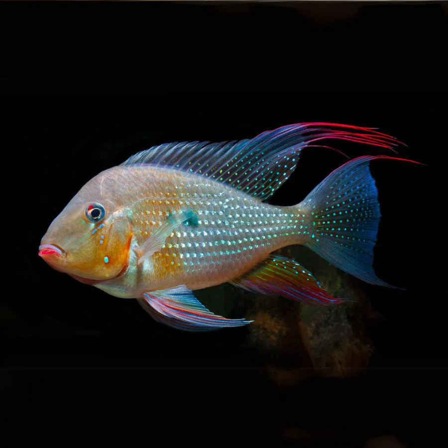 Acarichthys heckelii