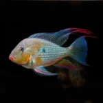 Acarichthys heckelii