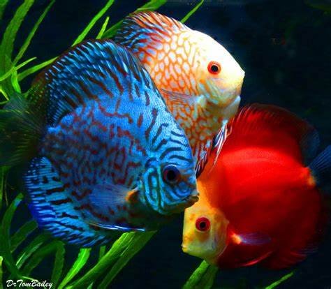 Assorted Discus 5 cm
