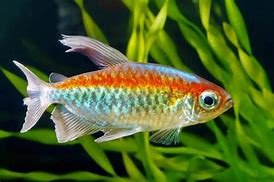 Congo Tetra