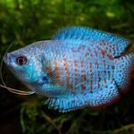 Dwarf Gourami Pair