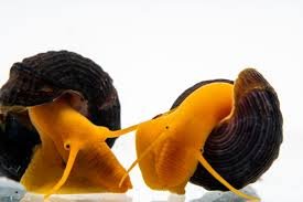 Assorted Rabbit Snails