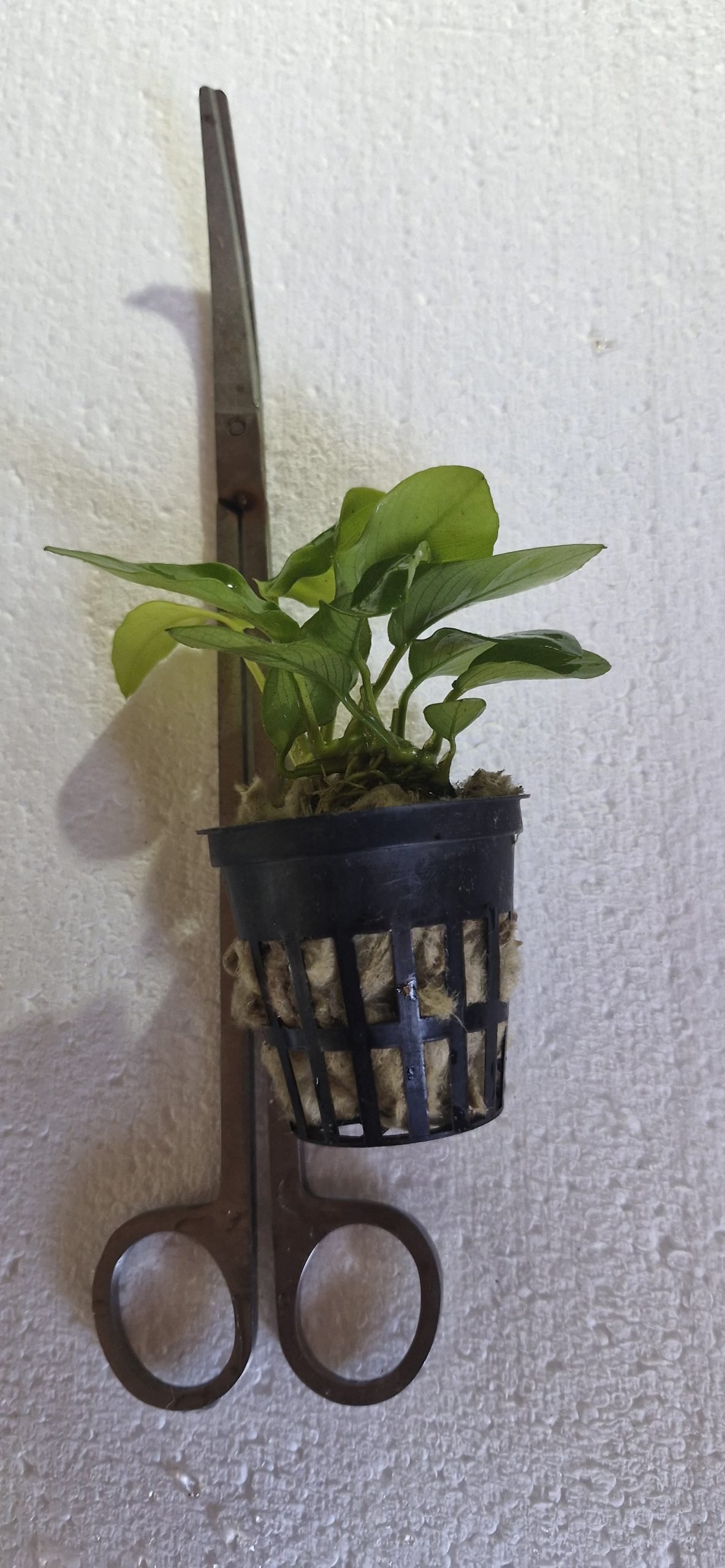 Anubias Nana Gold