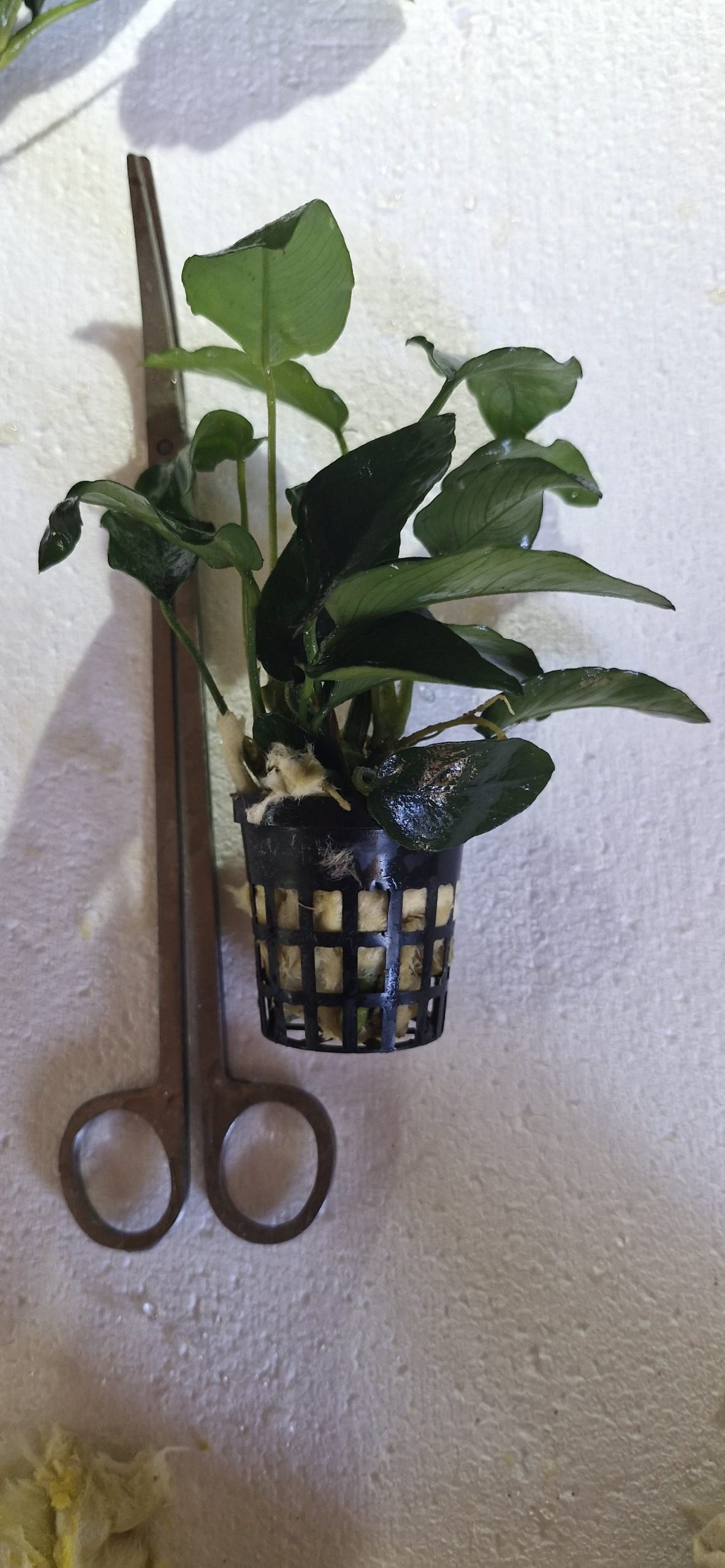 Anubias King Kong