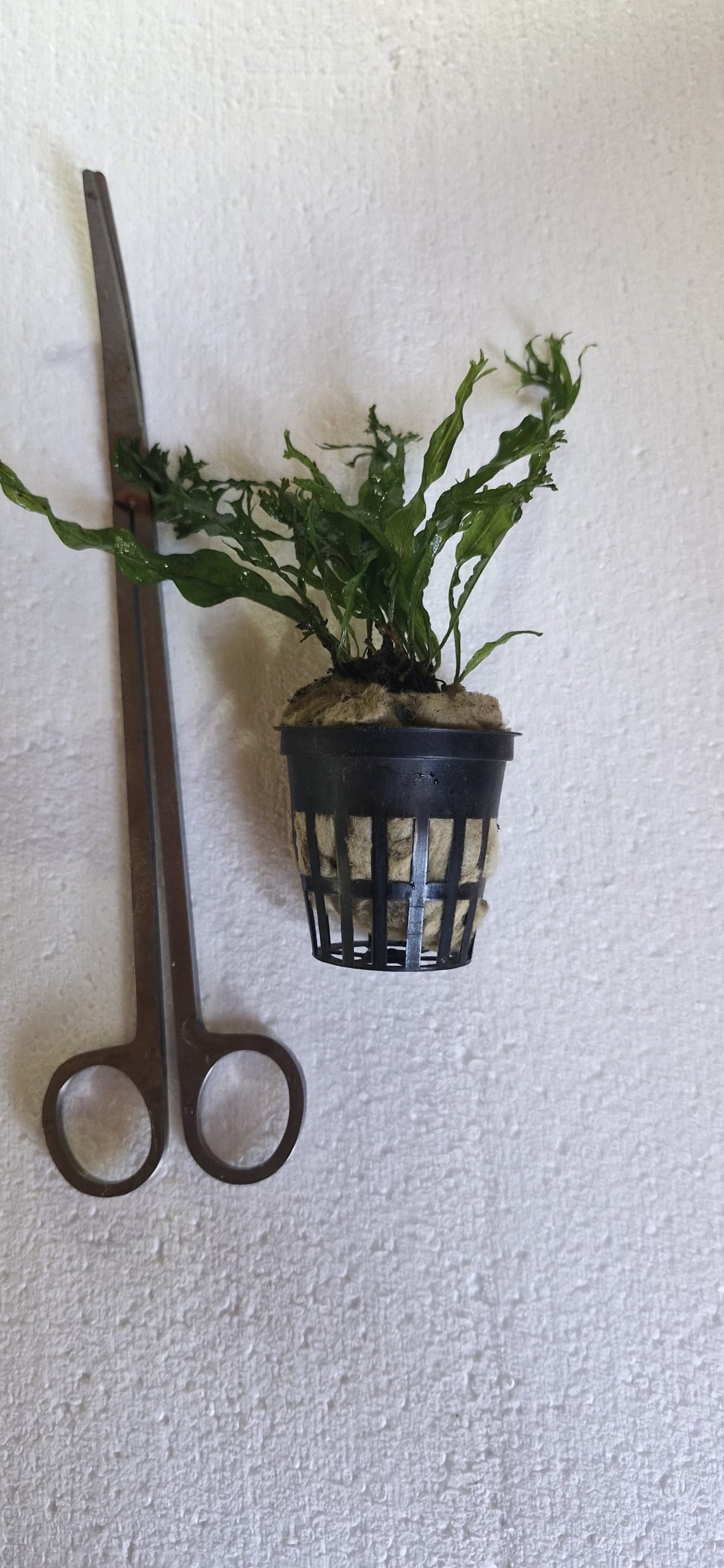 Microsorium pteropus ‘Windelov’