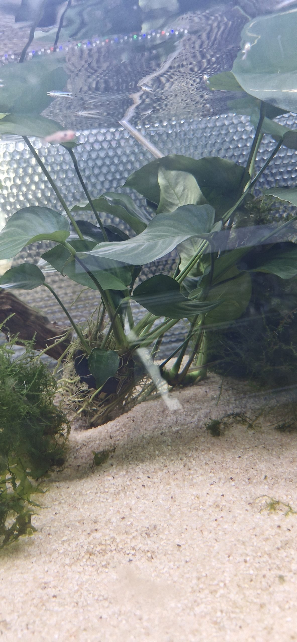 Anubias barteri var. barteri ‘Jumbo’