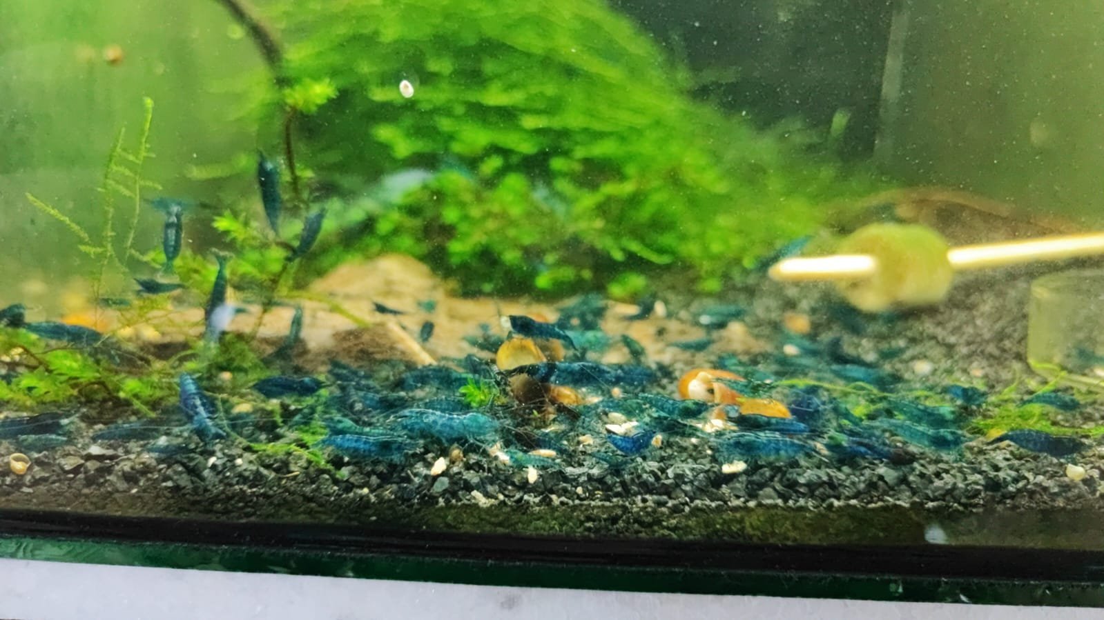 Blue Dream Shrimp