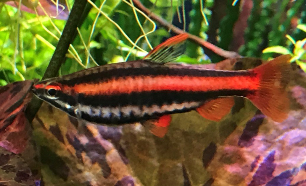 Nannostomus mortenthaleri