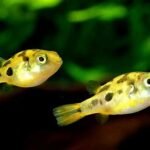 Pea Puffer