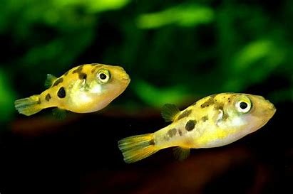 Pea Puffer