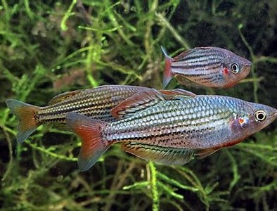 Macculloch’s Rainbowfish
