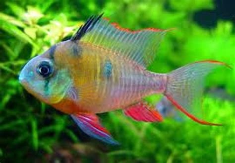 Bolivian Ram