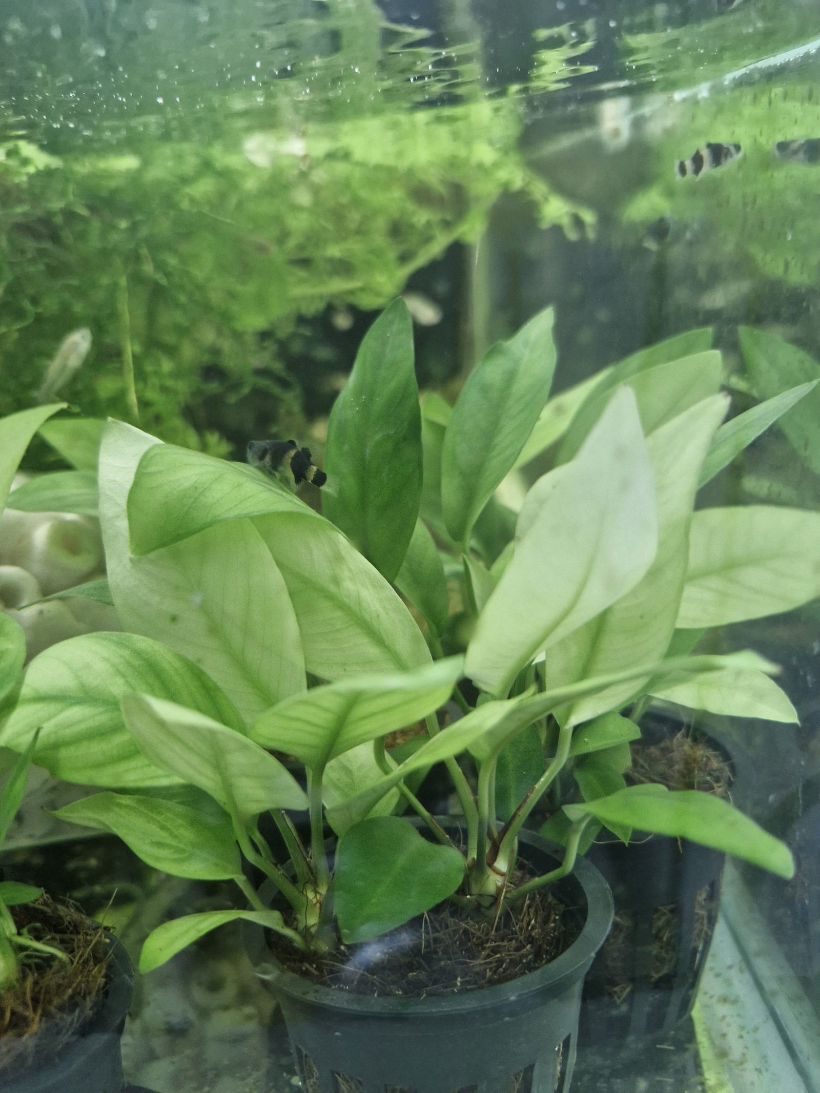 Anubias Hastifolia