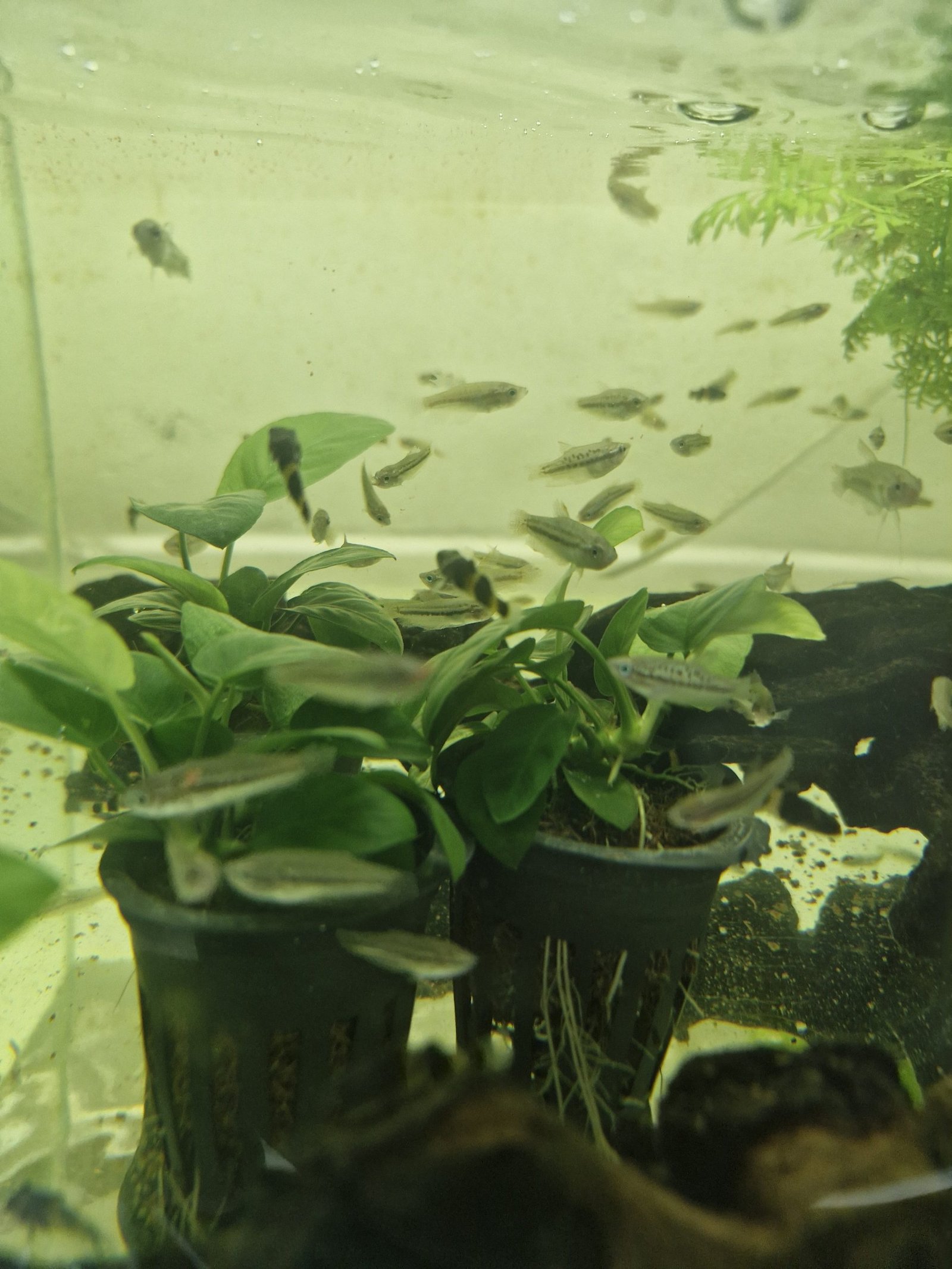 Anubias Barteri