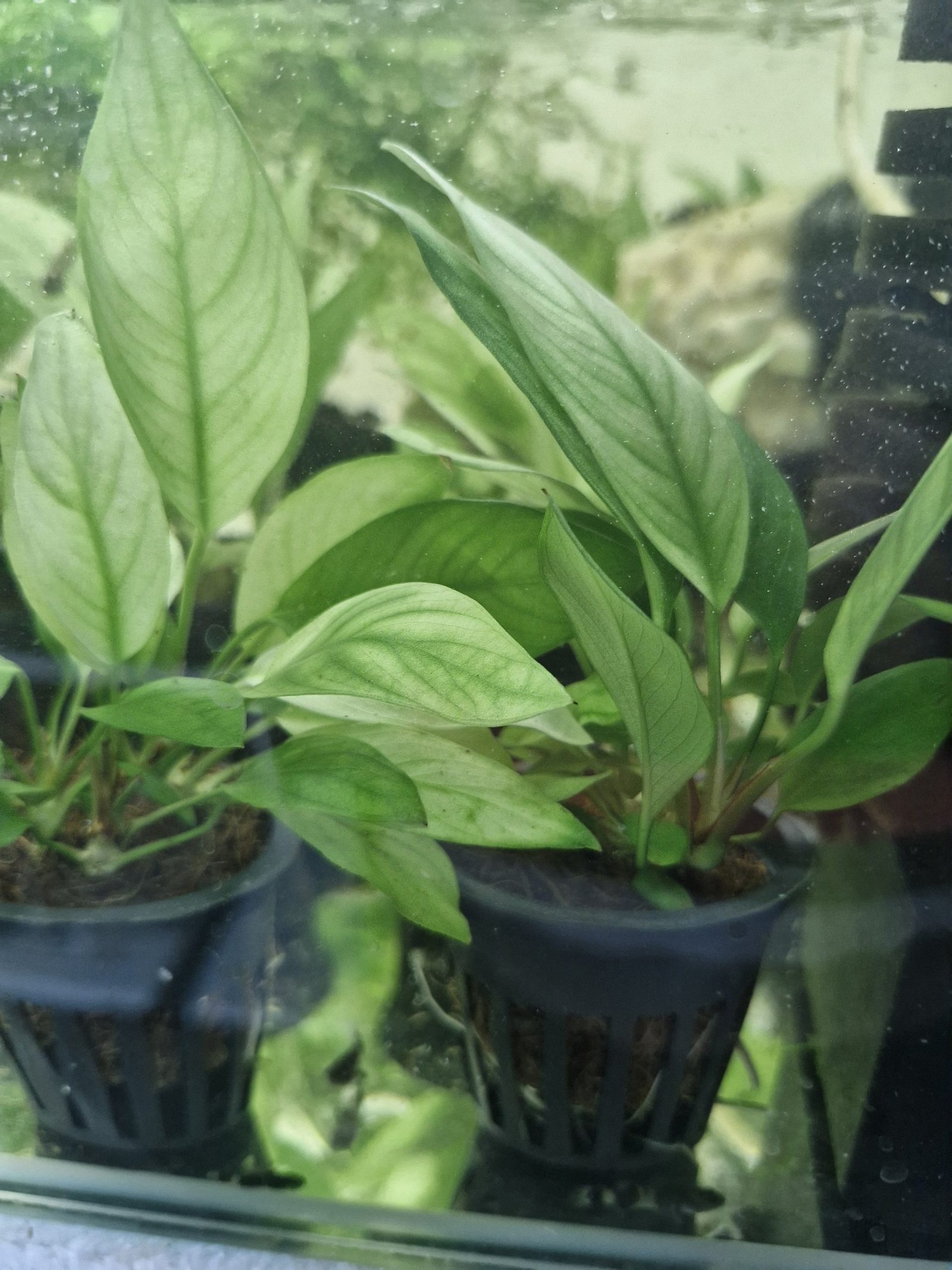 Anubias Lanceolata