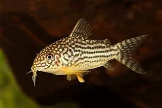 Sterbai Corydoras