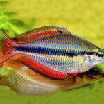 Banded Rainbowfish