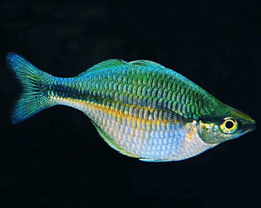 Kutubu Rainbowfish 4–5 cm